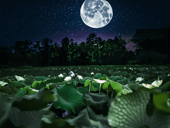 星河中考志愿怎么填报