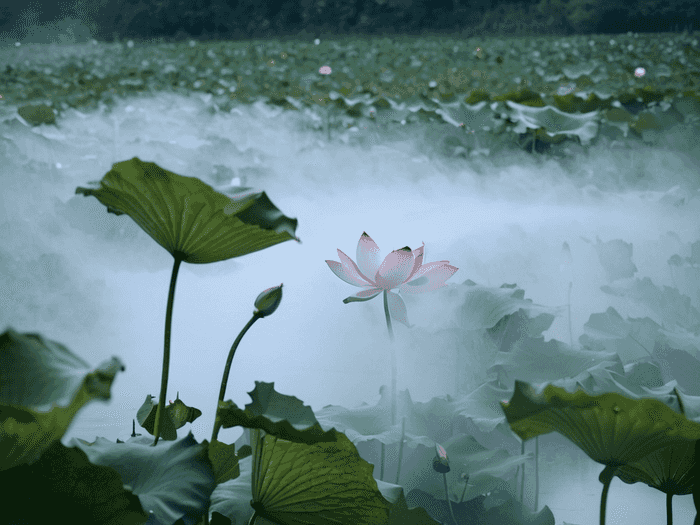 抒情音乐怎么转场