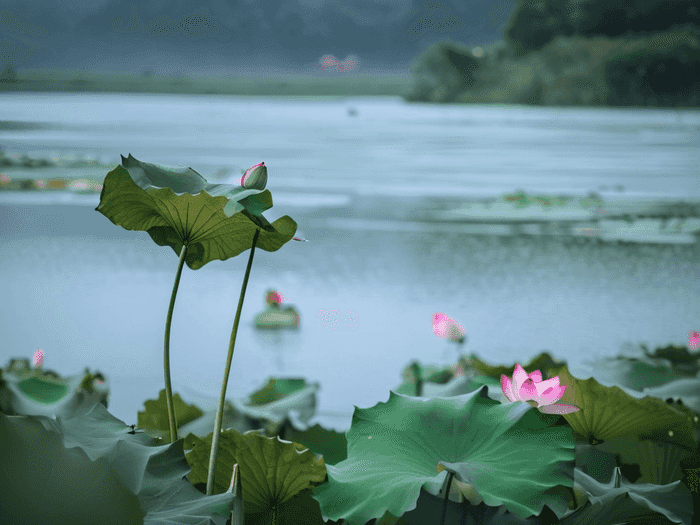 高职艺术专业提前批怎么报