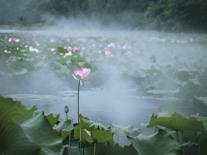 佛山华英学校属于哪里