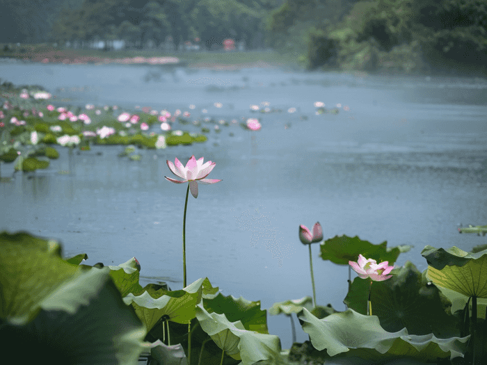 东夏学校是哪里
