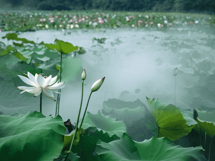 看桃花音乐是什么