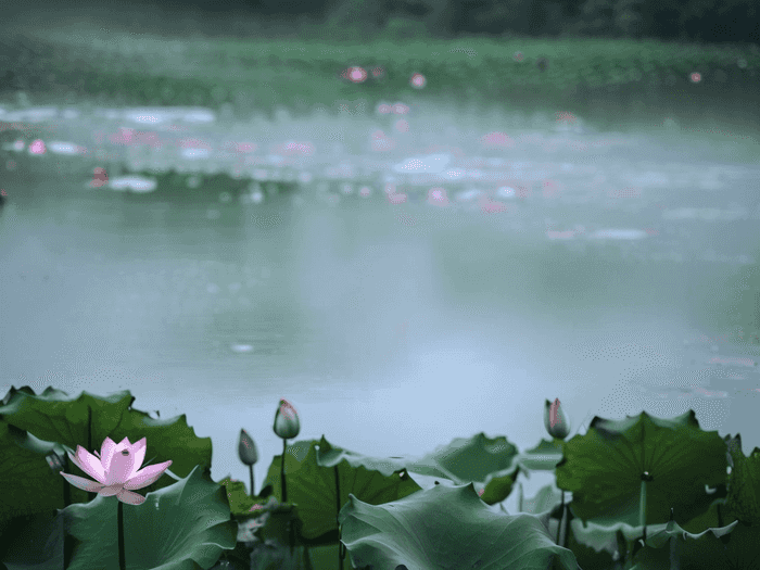 兔子精音乐叫什么