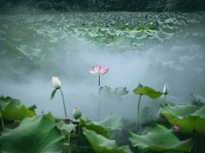 梦泪学历怎么样