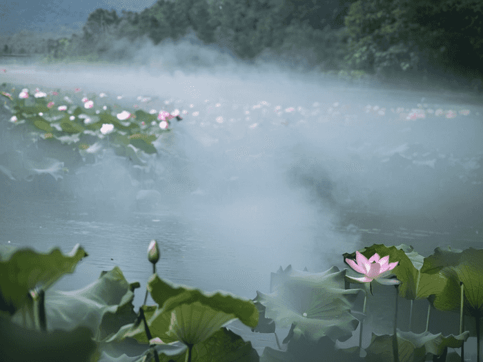虎皮鹦鹉怎么讲英语单词