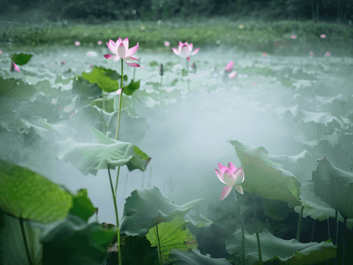 单招白医多少分