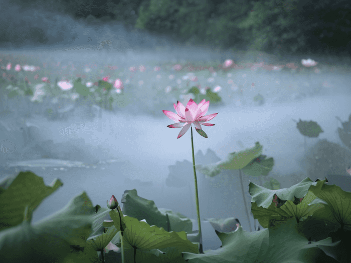 菲尔斯顿专业怎么样