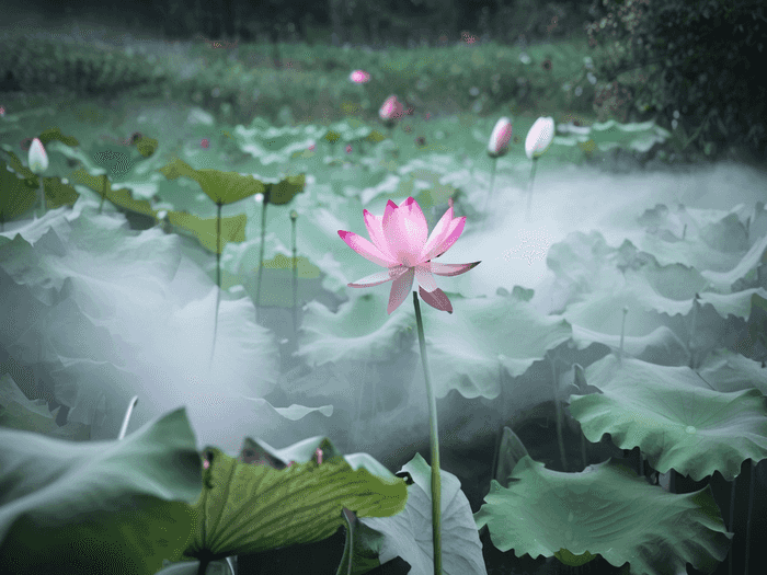 高考结束画什么