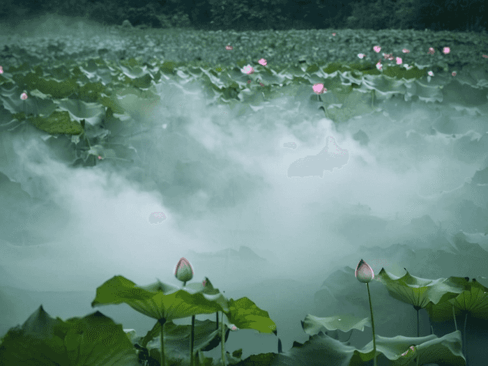 专科师范专升本率是多少