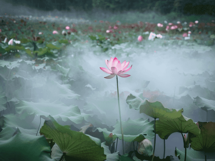 中医药专升本总分多少分