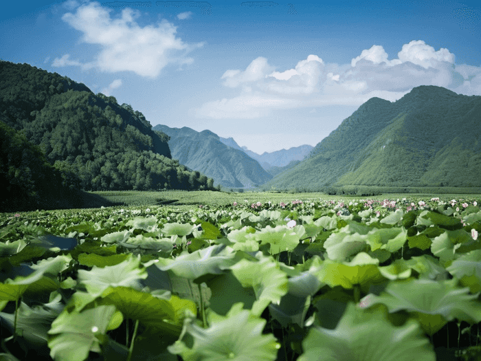 澳洲黑民怎么获得身份