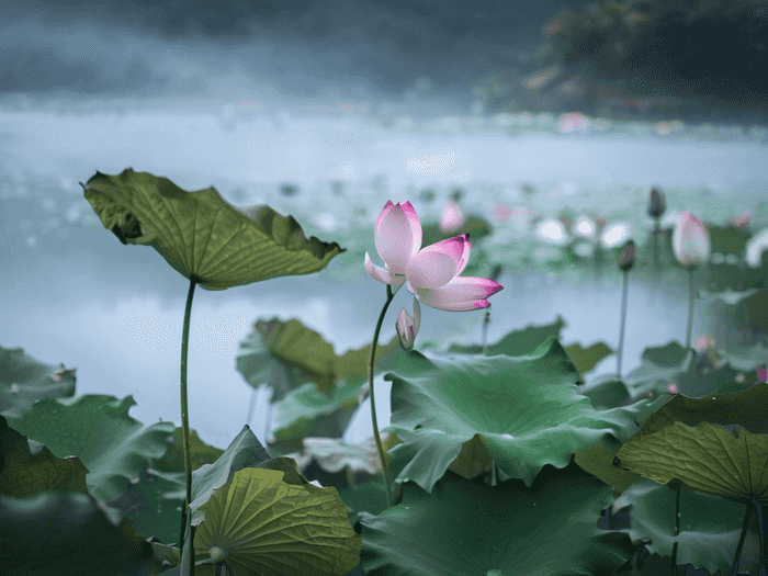 成考不能考师范专业吗为什么