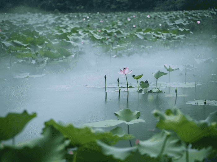怎么在日本永久居住证