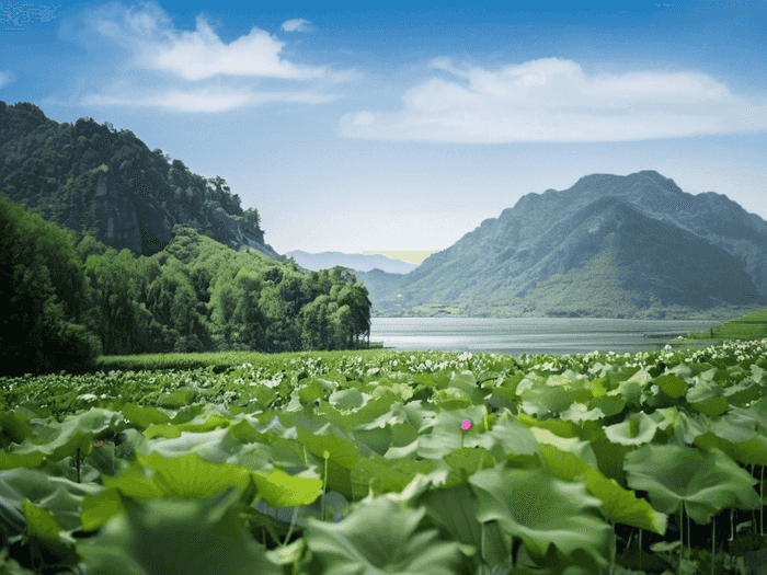 成考裸考政治怎么答
