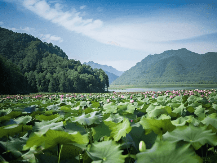 专升本英语成绩由谁公布